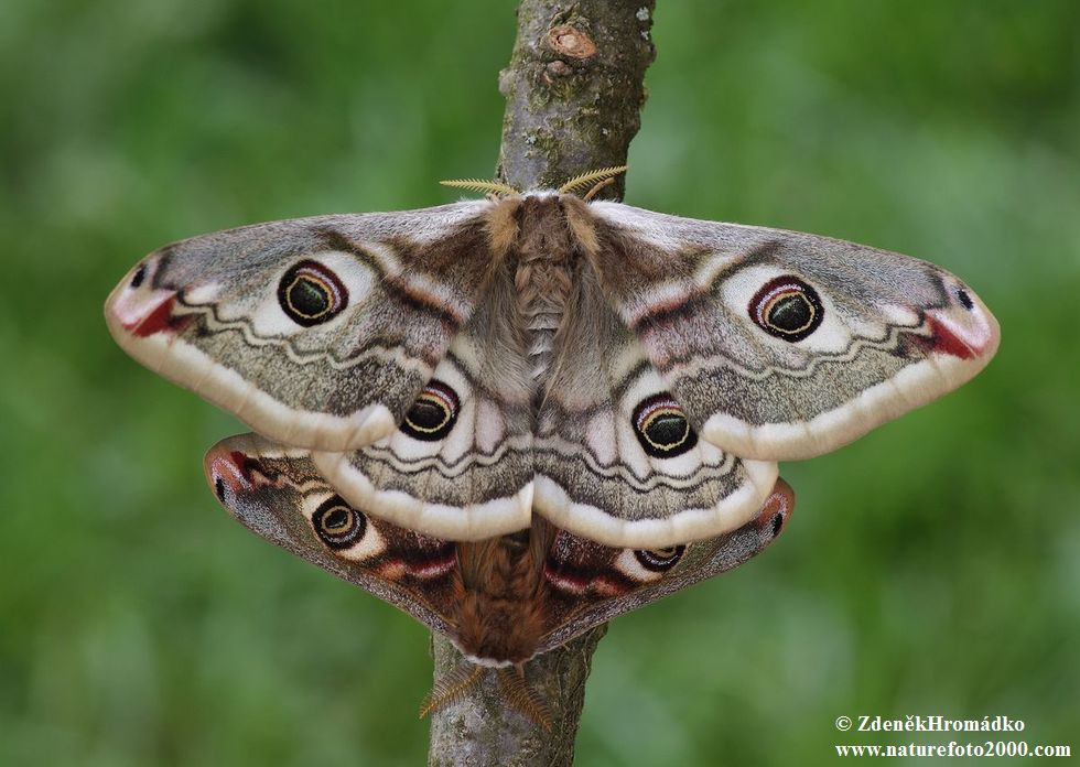 Emperor Moth, Saturnia pavonia (Butterflies, Lepidoptera)